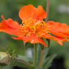 Geum Nordek - Abriachan Nurseries, The Garden On Loch Ness